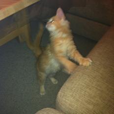 Maine Coon Oskar RIP :'(