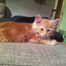 Maine Coon Oskar RIP :'(