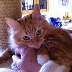 Blanding af racer Ginger Ale