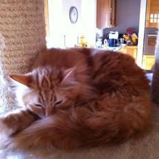 Blanding af racer Ginger Ale