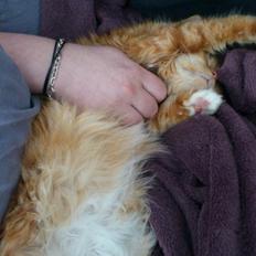 Blanding af racer Ginger Ale