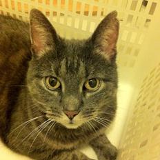 Blanding af racer Silke