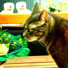 Blanding af racer Silke