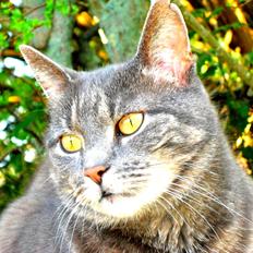 Blanding af racer Silke