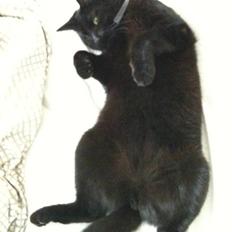 Huskat Phanter (himmelmis)