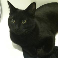 Huskat Phanter (himmelmis)