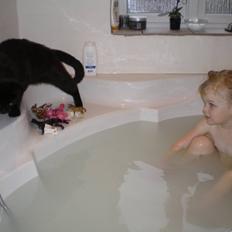 Huskat Phanter (himmelmis)