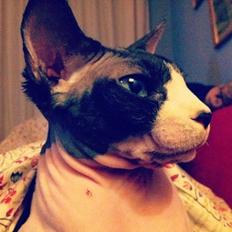 Sphynx Vega