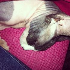 Sphynx Vega