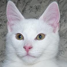 Blanding af racer Max