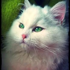 Blanding af racer Amina