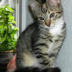 Blanding af racer Pi