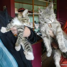 Blanding af racer Pi