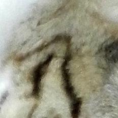 Blanding af racer Pi