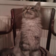 Maine Coon DK Skovlycoon Wendy