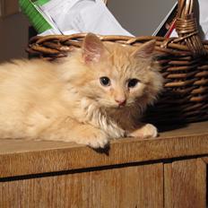 Blanding af racer Mini Mis