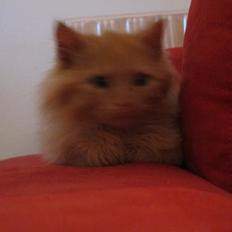 Blanding af racer Mini Mis