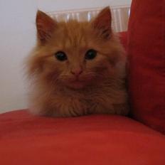 Blanding af racer Mini Mis