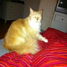 Maine Coon DK Samicoon's Stitch (Mischa)