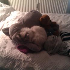 Hellig Birma Bimse (Himmelkat)