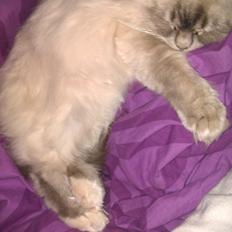 Hellig Birma Bimse (Himmelkat)