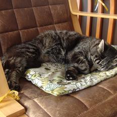 Blanding af racer Oliver R.I.P