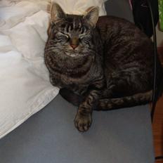 Blanding af racer Oliver R.I.P