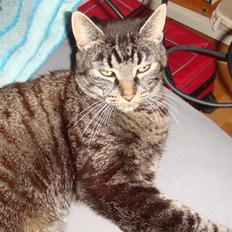 Blanding af racer Oliver R.I.P