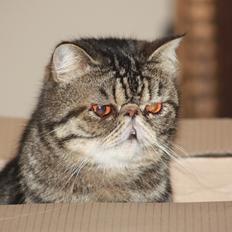 Exotic Sofus *18.09.2006 - 31.10.2012*