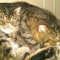 Exotic Sofus *18.09.2006 - 31.10.2012*