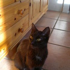 Blanding af racer Panda  Savnet ;(