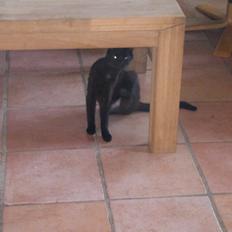 Blanding af racer Panda  Savnet ;(