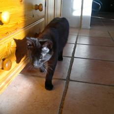 Blanding af racer Panda  Savnet ;(