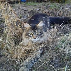 Maine Coon Thor