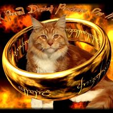 Maine Coon DK Proud Danish Preciouse One