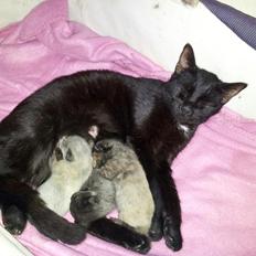 Blanding af racer tis'mis