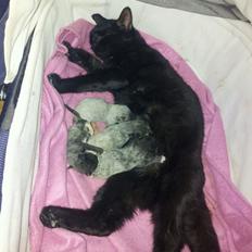 Blanding af racer tis'mis