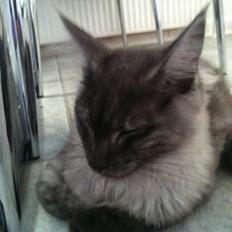 Maine Coon Aslan (Himmelkat)<3