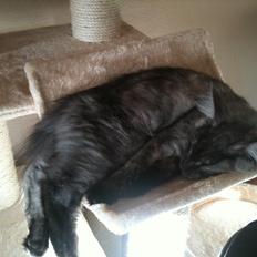 Maine Coon Aslan (Himmelkat)<3