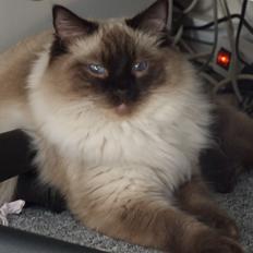 Ragdoll DK Vandoll Incredible Isak/ LEO