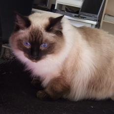 Ragdoll DK Vandoll Incredible Isak/ LEO