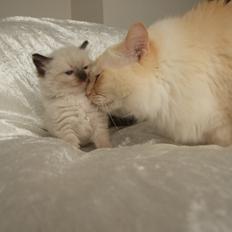 Ragdoll DK Vandoll Incredible Isak/ LEO