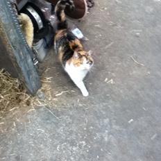 Huskat MisseMor [Staldkat]