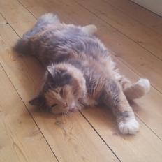 Blanding af racer Aya