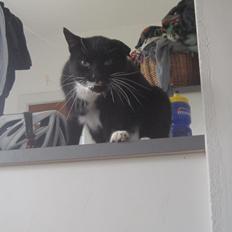 Huskat | Mosevangens Bichar {R.I.P 21/5-12}