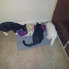 Blanding af racer Klitty