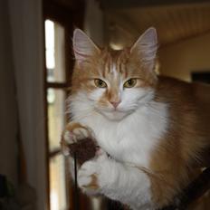 Blanding af racer Mississippi *har født* (Karolines)