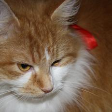 Blanding af racer Mississippi *har født* (Karolines)