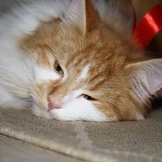 Blanding af racer Mississippi *har født* (Karolines)