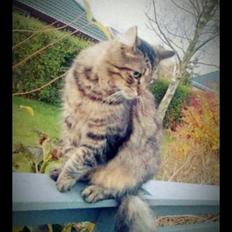 Blanding af racer Chico